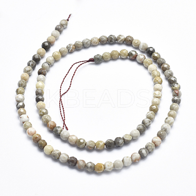 Natural Fossil Coral Beads Strands G-K256-11-4mm-1