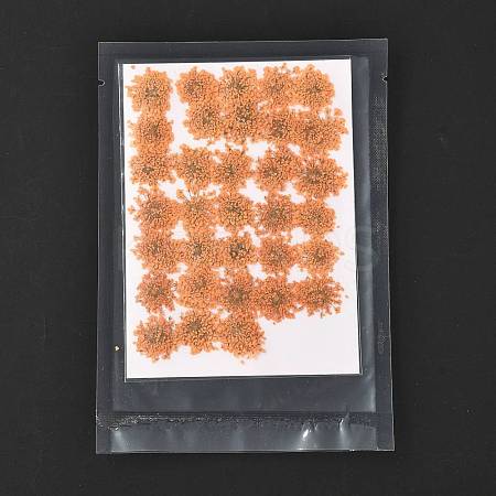 Pressed Dried Flowers DIY-K032-58K-1