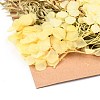 Dried Flower DIY-B018-15-2