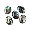 Natural Paua Shell Epoxy Resin Cabochons SSHEL-S279-01B-1