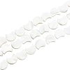 1 Strand Natural White Shell Beads Strands SSHEL-BC0001-18-1