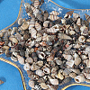 150G 5 Styles Natural Mixed Shell Beads SSHEL-SC0001-50-6