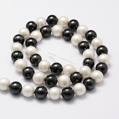 Polished Shell Pearl Bead Strands X-BSHE-F013-07C-1
