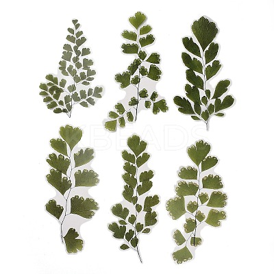 6Pcs Plant PET Adhesive Waterproof Stickers DIY-K074-01A-1