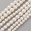 Natural Cultured Freshwater Pearl Graduated Beads Strands PEAR-G007-05A-1