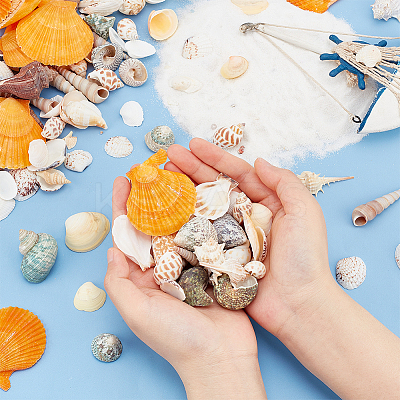 Natural Shell Display Decorations DJEW-WH0063-35-1