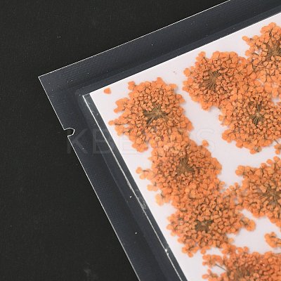 Pressed Dried Flowers DIY-K032-58K-1