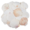 500G Natural Shell Ornaments DJEW-FH0001-35B-1