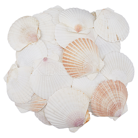 500G Natural Shell Ornaments DJEW-FH0001-35B-1