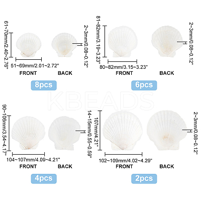 20Pcs 4 Style Natural Scallop Shells SSHEL-PH0001-23-1