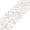 Natural Trochus Shell Beads Strands SSHEL-H070-06A-1