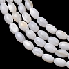 Natural Freshwater Shell Beads Strands SH-CBA2978-06A-2