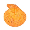 Undyed Natural Scallop Shell Big Pendants SHEL-T020-01-2