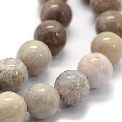 Natural Fossil Coral Beads Strands G-G763-12-10mm-1