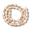 Natural Trochid Shell/Trochus Shell Beads Strands X-SSHEL-S266-021B-02-2