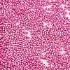Baking Paint Glass Seed Beads X-SEED-S042-15B-27-3