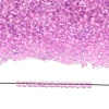 TOHO 11/0 Round Beads SEED-XTR11-2724-5