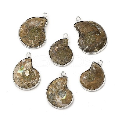 Natural Conch Fossil Pendants BSHE-E025-02P-1