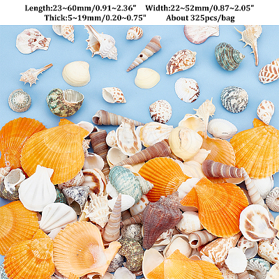 Natural Shell Display Decorations DJEW-WH0063-35-1
