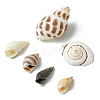 Natural Spiral Shell Beads SSHEL-YW0001-02-4