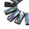 Natural Paua Shell Beads Strands BSHE-S305-01B-2