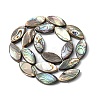 Natural Paua Shell Beads Strands SHEL-F006-05-2