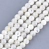 Natural White Shell Beads SHEL-T012-49C-1