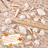 Natural Shell for Crafting Fish Tank Vase Fillers DIY-WH0002-98-2