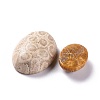 Natural Fossil Coral Cabochons G-M379-21-3