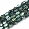 Natural Freshwater Shell Beads Strands X-SHEL-N003-25-B01-1