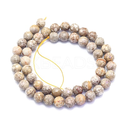 Natural Conch Fossil Beads Strands G-K310-A07-8mm-1