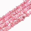 Freshwater Shell Beads Strands SHEL-S270-05-1