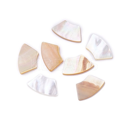 Shell Cabochons SSHEL-L012-03A-1