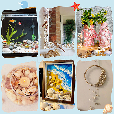14 Styles Natural Shell Ornaments AJEW-PH0011-89-1