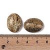 Natural Picture Jasper Cabochons G-B080-01A-11-3