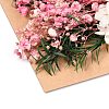 Dried Flower DIY-B018-08-2
