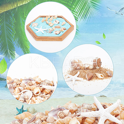 Natural Shell & Starfish Resin Cabochons Decorations SHEL-AR0001-13-1