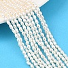 Natural Cultured Freshwater Pearl Beads Strands PEAR-F020-17-1