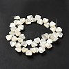 Natural White Shell Beads Strands SHEL-G014-15-3