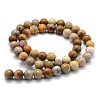 Natural Fossil Coral Beads Strands X-G-G763-12-6mm-4
