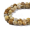Natural Fossil Coral Beads Strands G-C038-02T-5