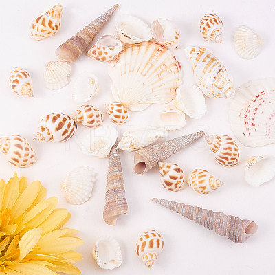 Natural Scallop Shell Beads SSHEL-CJ0001-02-1