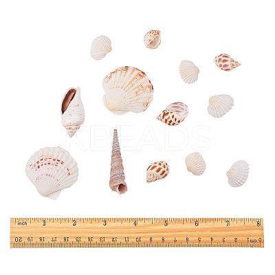 Natural Scallop Shell Beads SSHEL-CJ0001-02-1