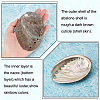 Natural Abalone Shell Display Decoration DJEW-WH0015-105-3