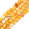 Natural Golden Yellow Shell Beads Strands SSHEL-G024-01C-1