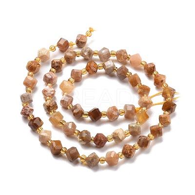 Natural Fossil Coral Beads Strands G-P463-48-1