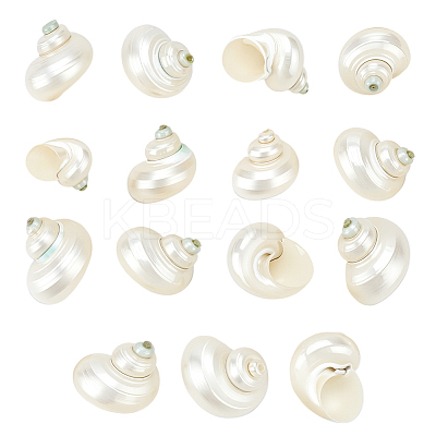 15Pcs Mini Natural Spiral Shell Beads FIND-PH0026-80-1