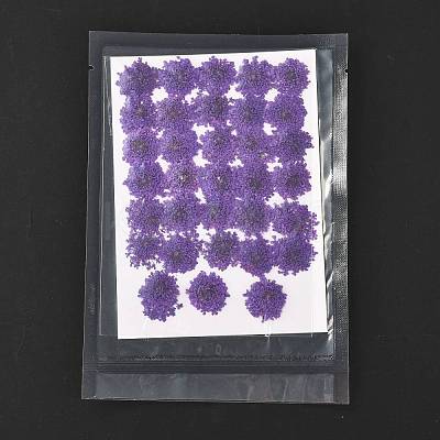 Pressed Dried Flowers DIY-K032-58F-1