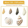 Natural Spiral Shell Beads SSHEL-YW0001-02-2