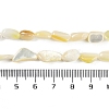 Natural Trochus Shell Beads Strands BSHE-H109-05-5